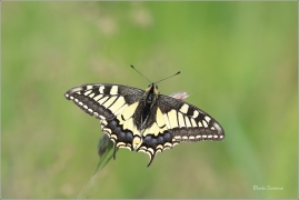 <p>OTAKÁREK FENYKLOVÝ (Papilio machaon) Rychnov u Jbc n. N. ----- /Old World swallowtail - Schwalbenschwanz/</p>